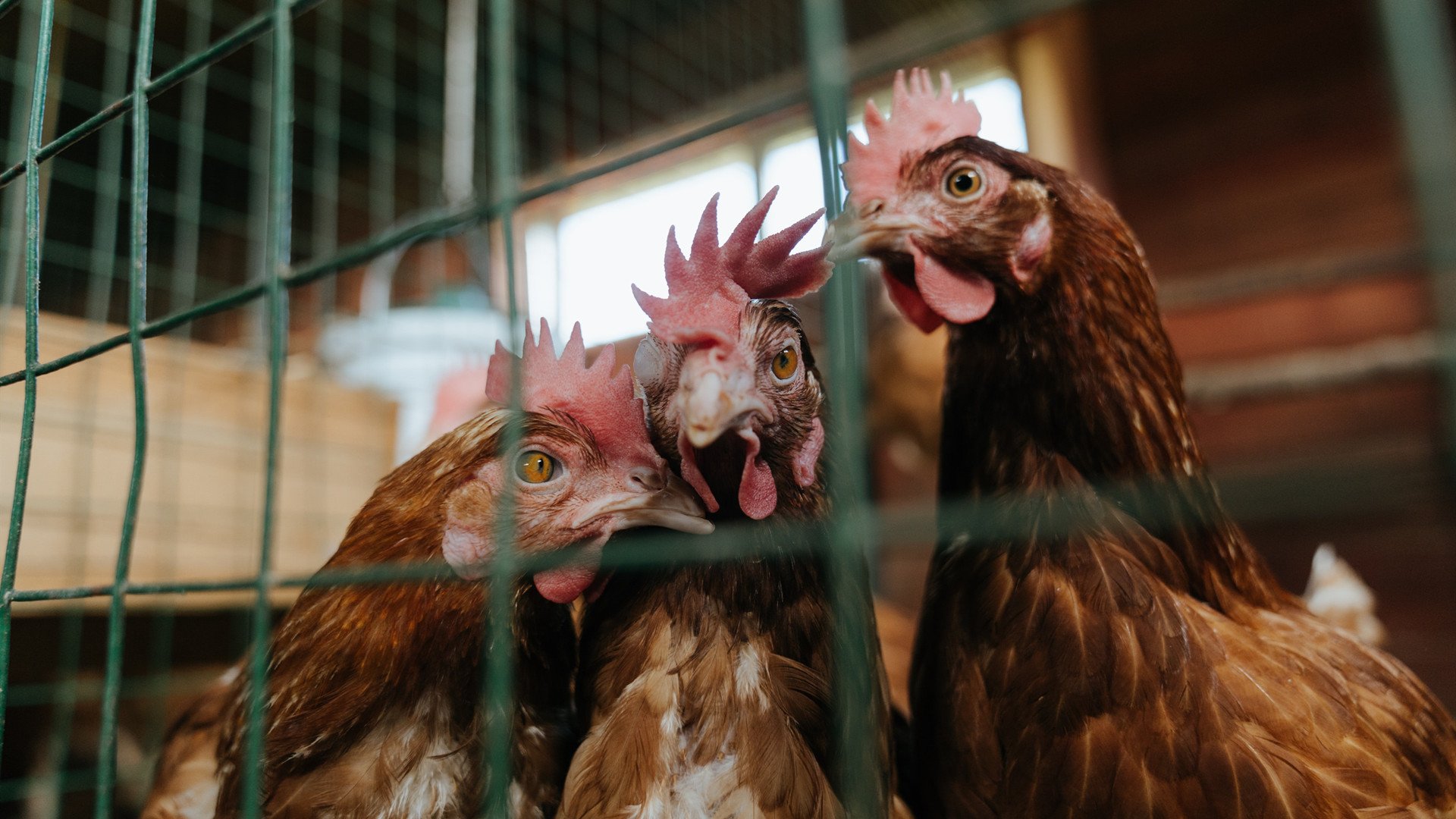 爱游戏体育官方网站-_举办国际经典赛：推动本土体育产业繁荣_，举办国际体育赛事