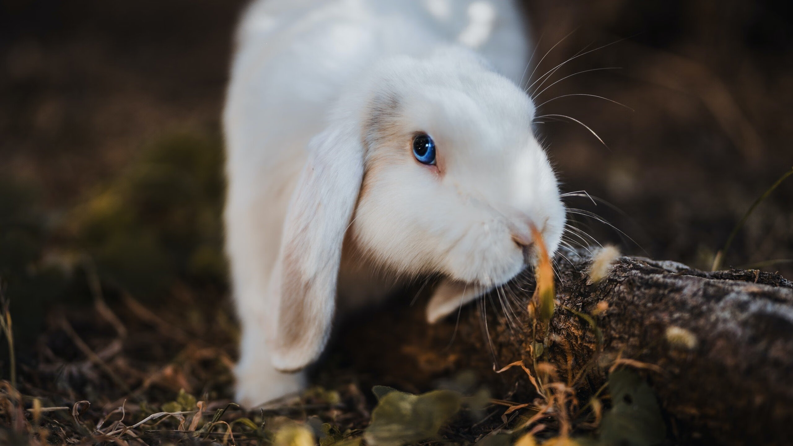 爱游戏体育app-从期待到失望：法国男足奥运征程纪实，法国足球队奥运会