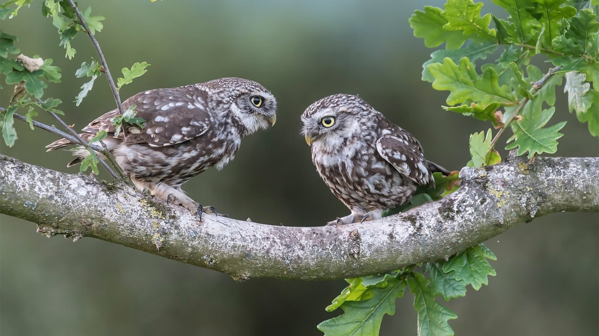 史上“炫酷”快攻：速度+技巧的极限表演，一个完整的快攻战术